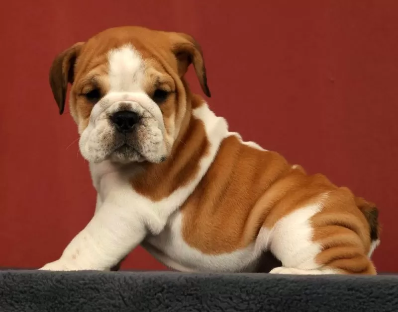 Puppy Name: Baxter