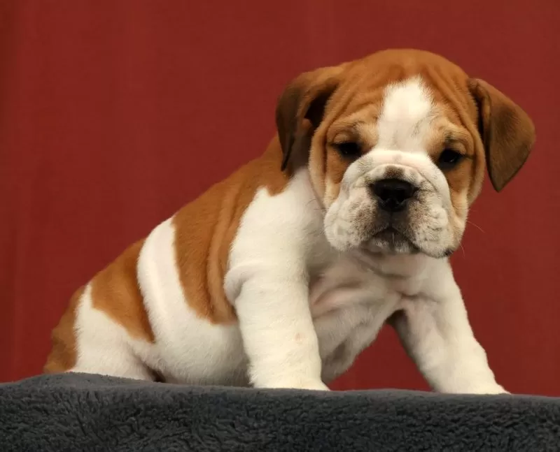 Baxter