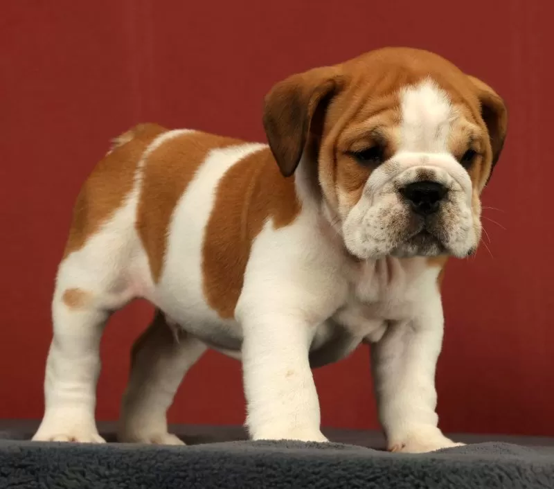 Baxter