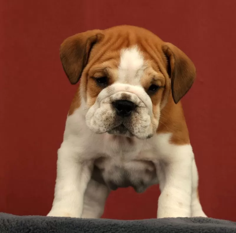 Baxter