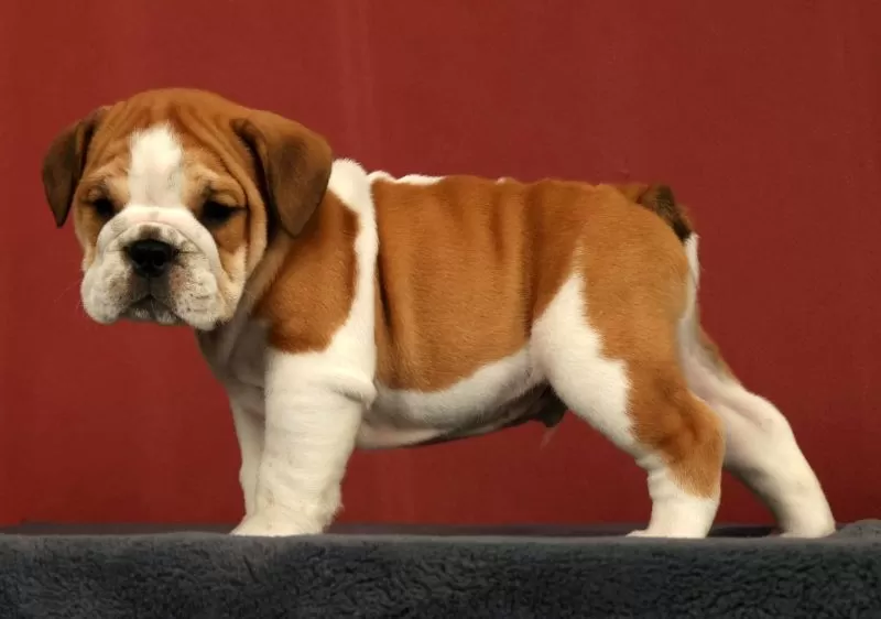 Baxter