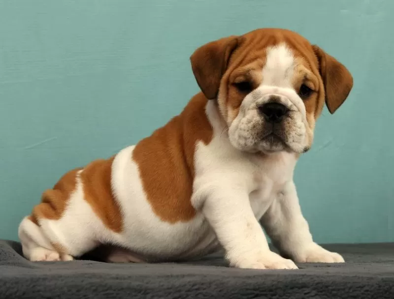Baxter