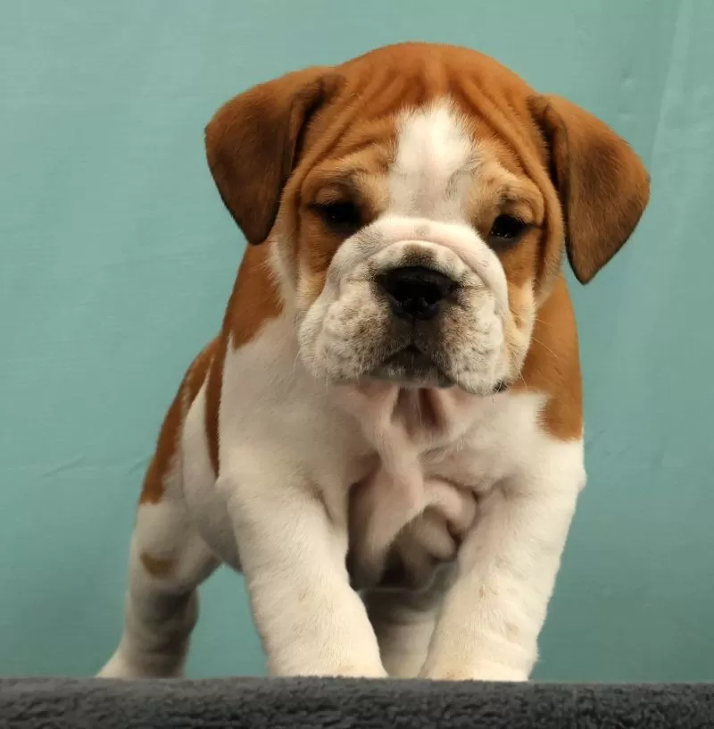 Baxter