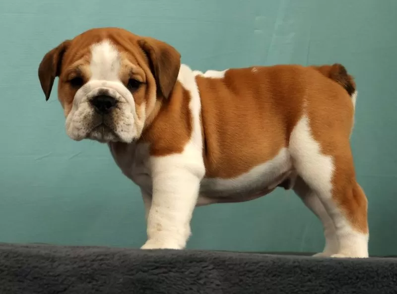 Baxter