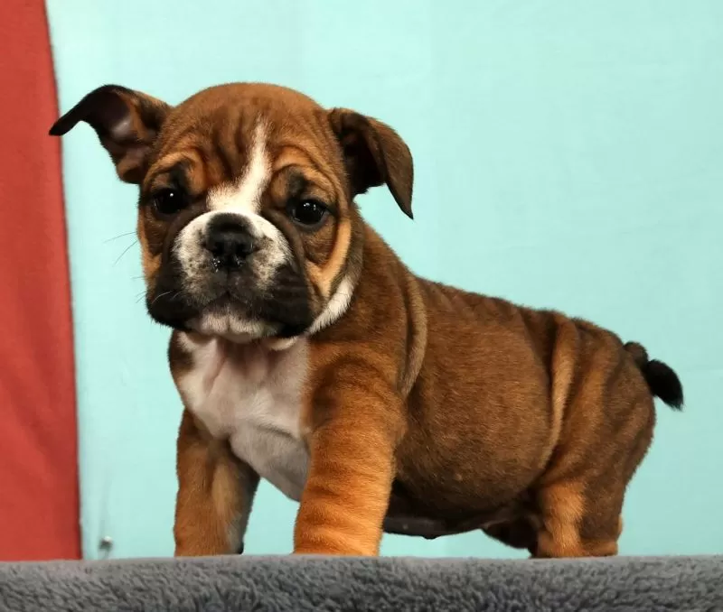 Puppy Name: Callie
