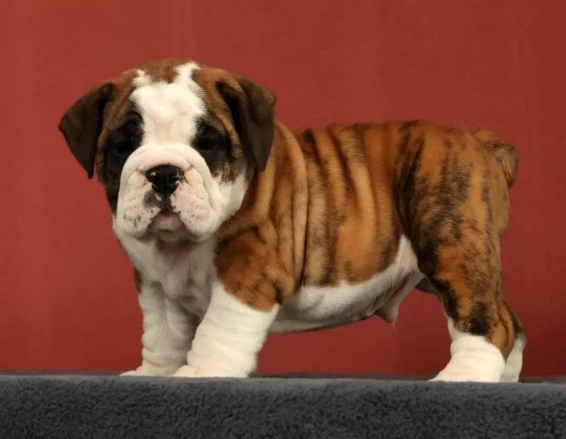 Puppy Name: Jasper