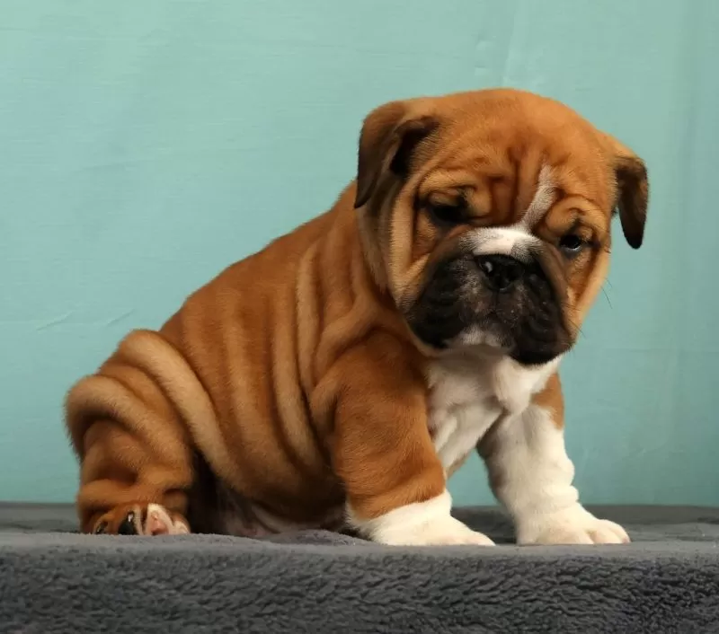 Puppy Name: Max
