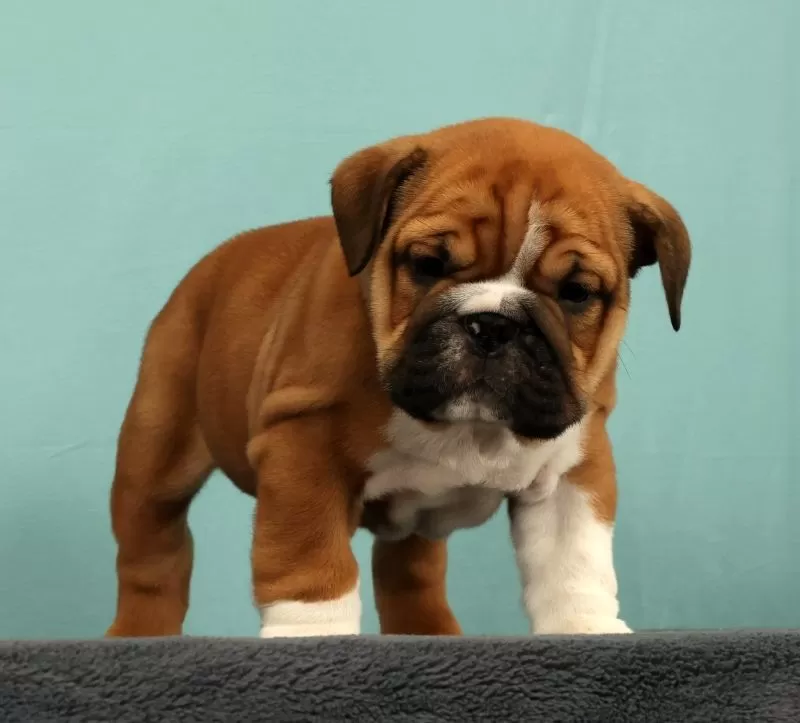 Max