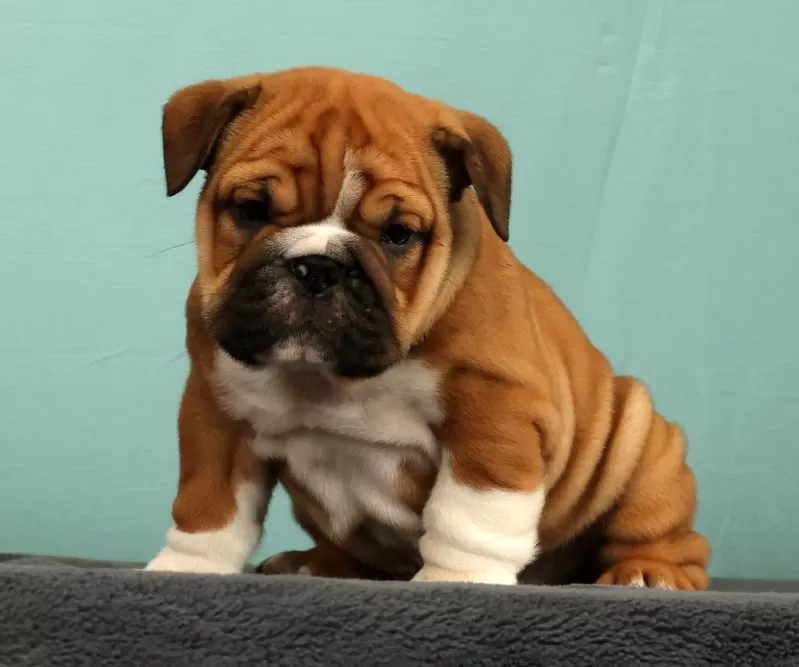 Max
