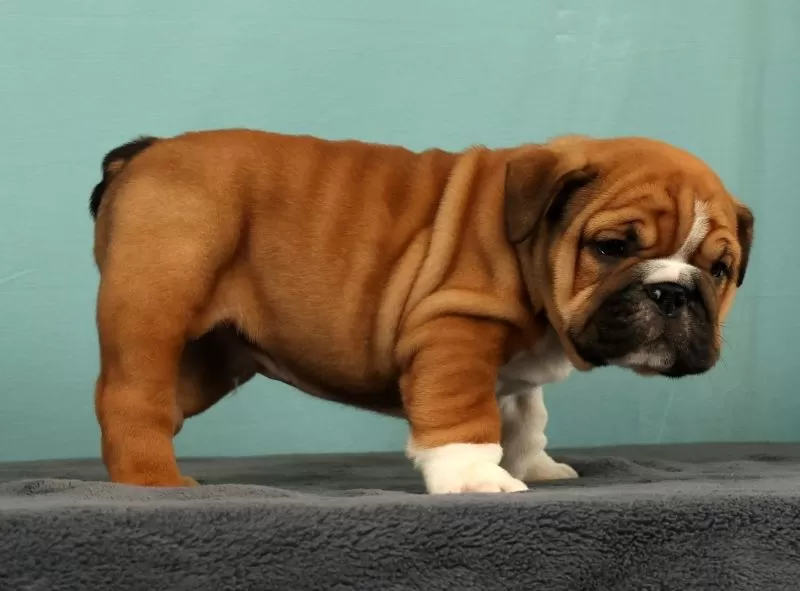 Max