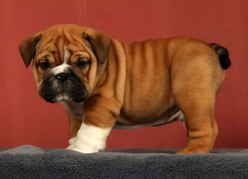Max