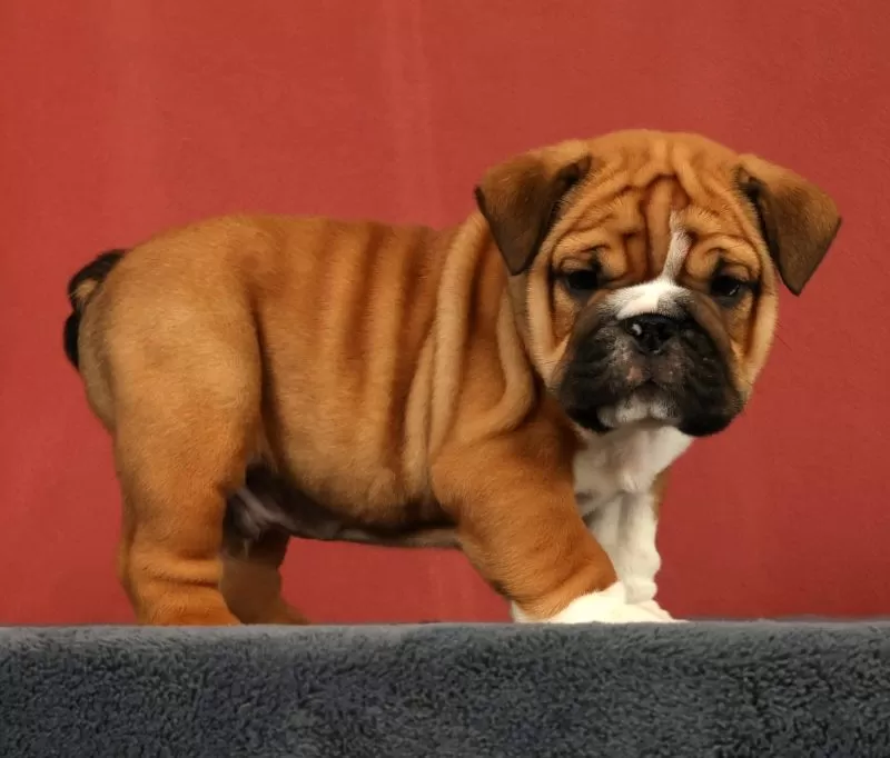 Max