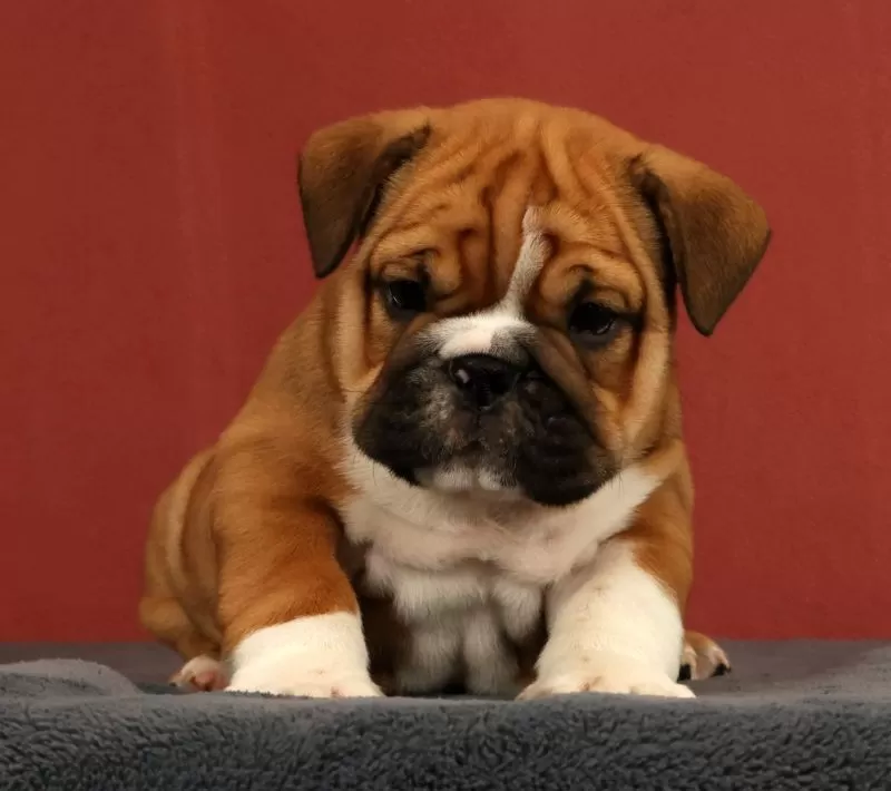 Max