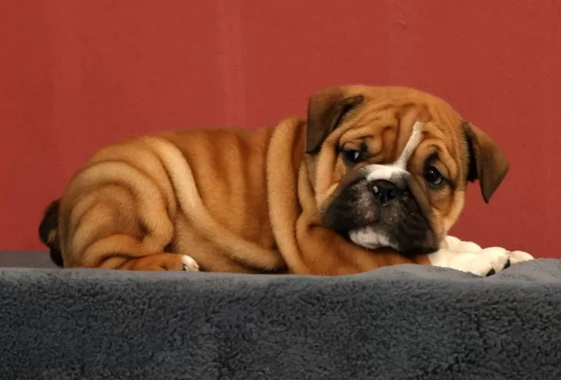 Max
