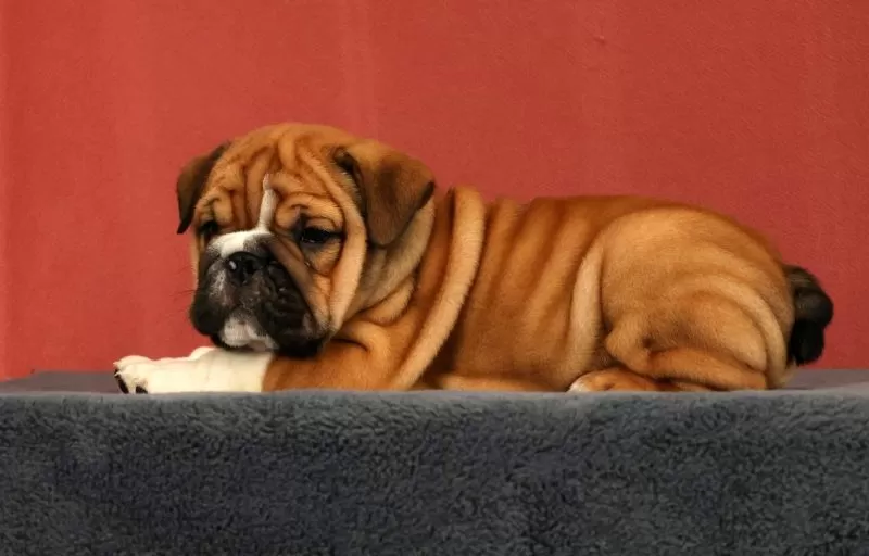 Max