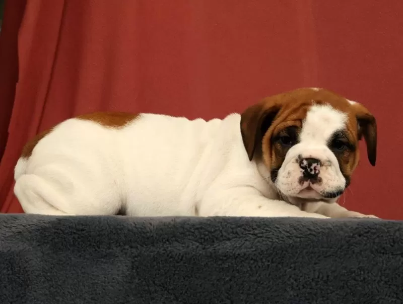 Daisy