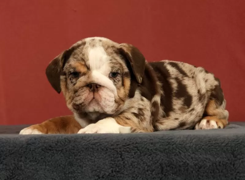 Dozer