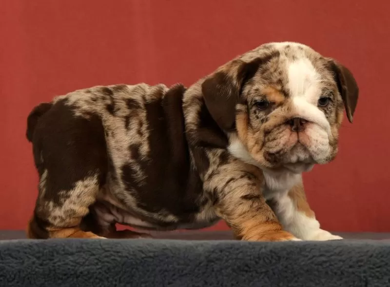 Dozer