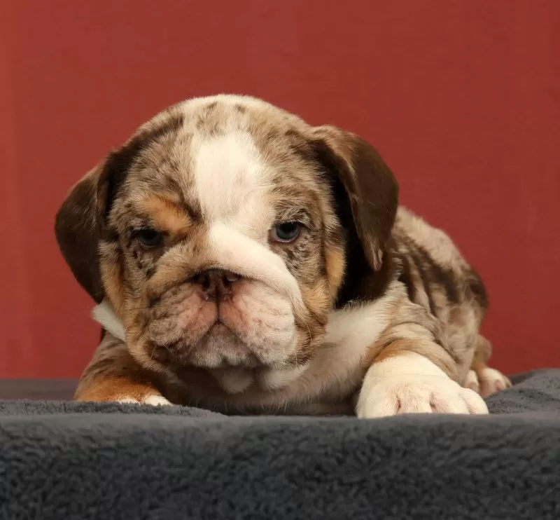 Dozer