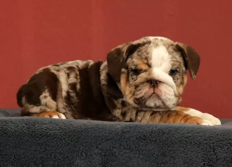 Dozer