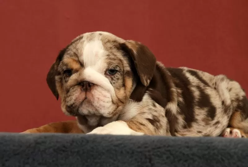Dozer