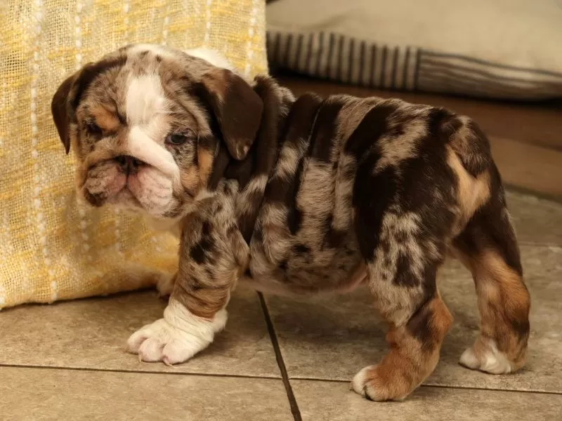 Dozer