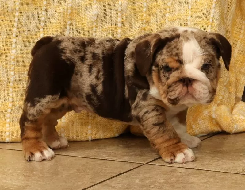 Dozer