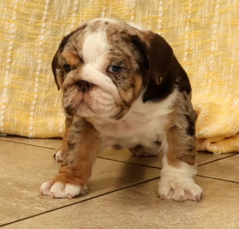 Dozer