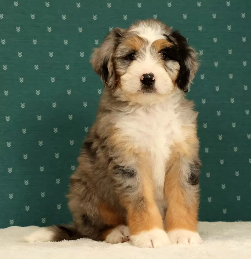 Ollie