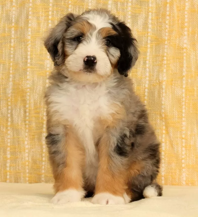 Ollie
