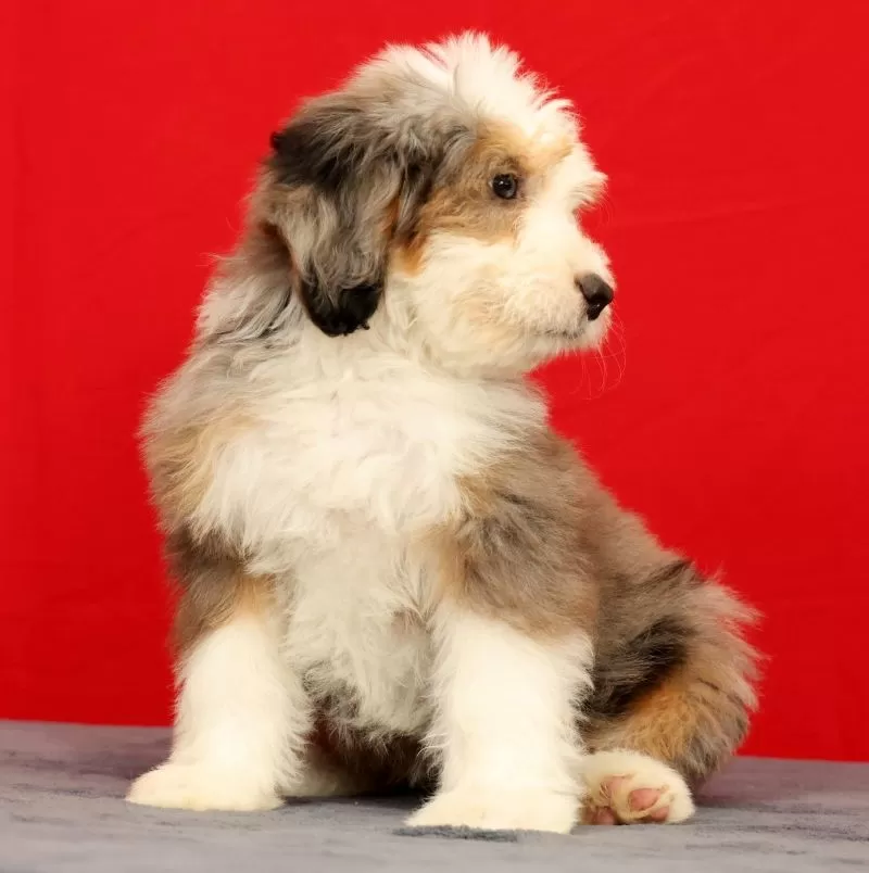 Oakley