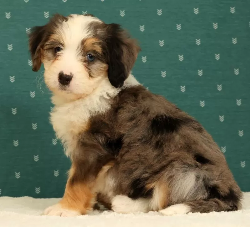 Beauty
