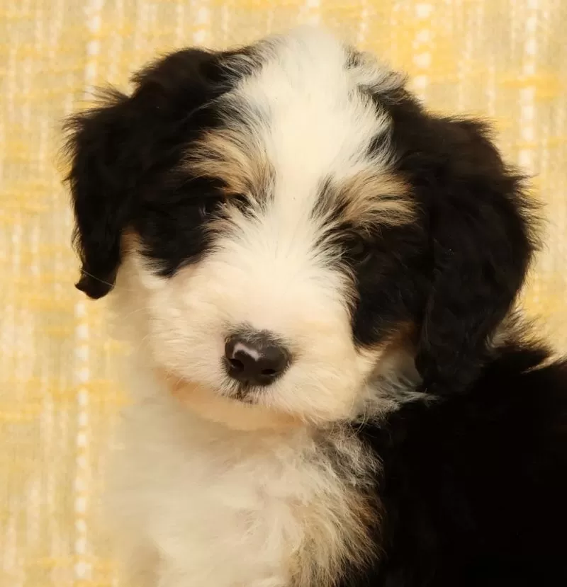 Charlie