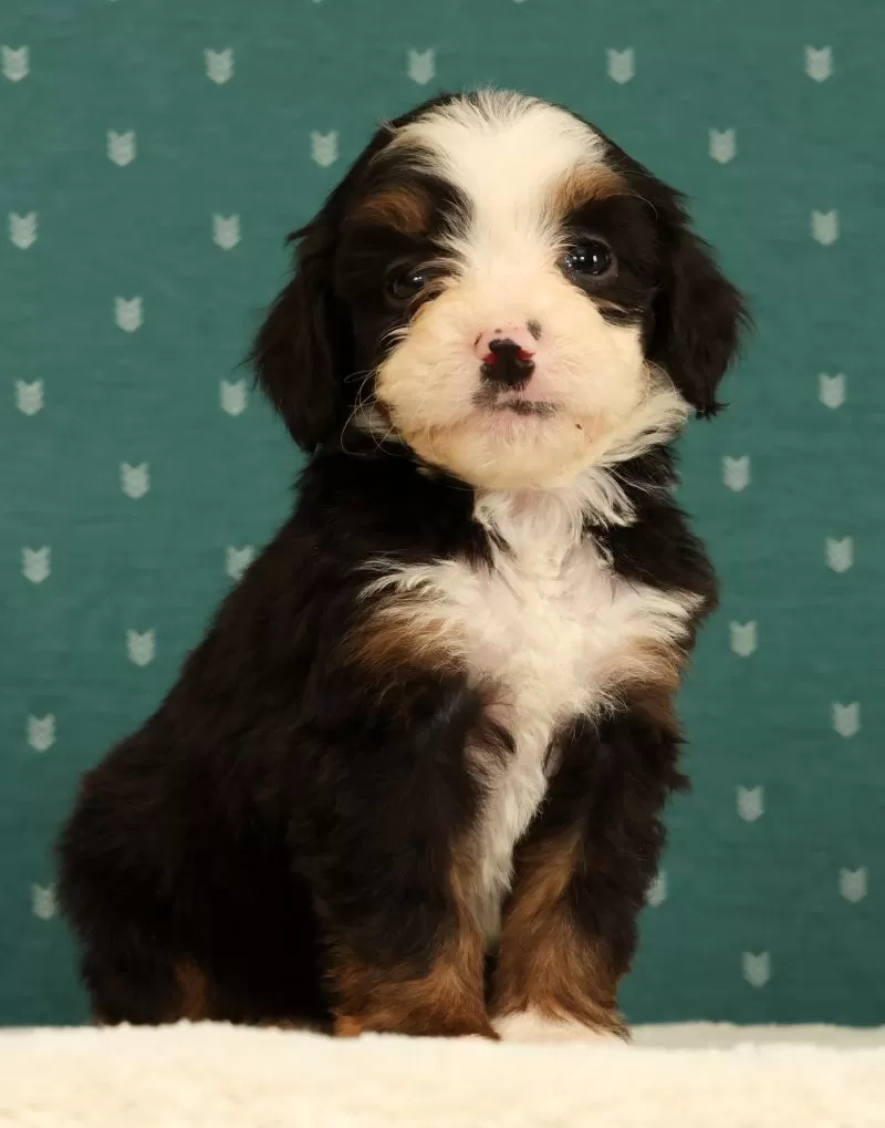 Stella
