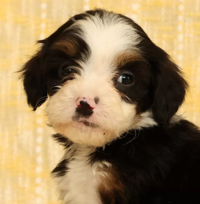 Stella