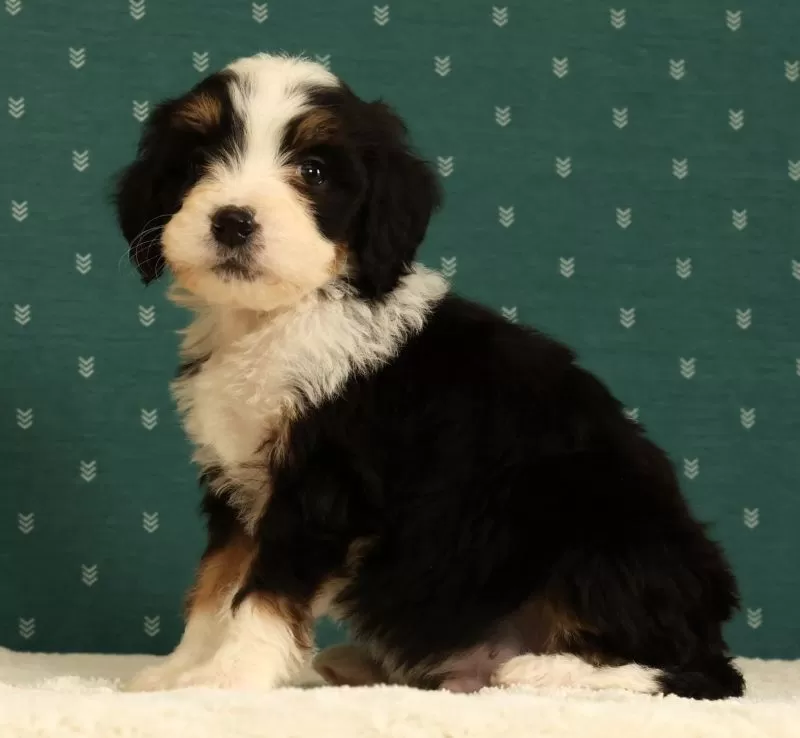 Oscar