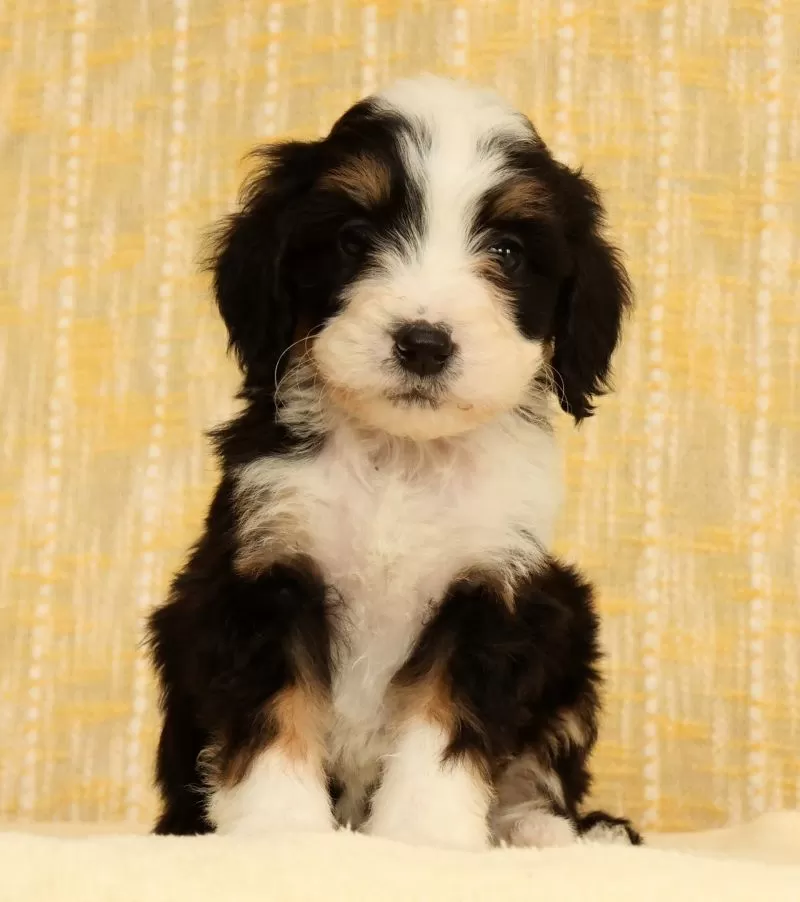 Oscar
