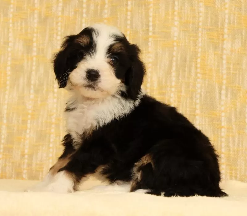 Oscar