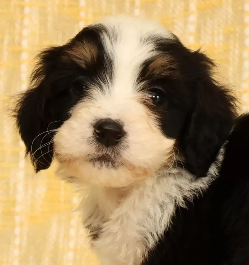 Oscar