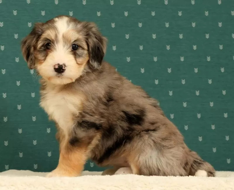 Remi