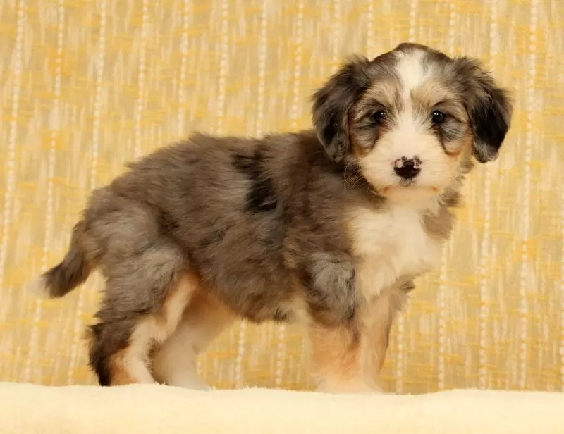Remi