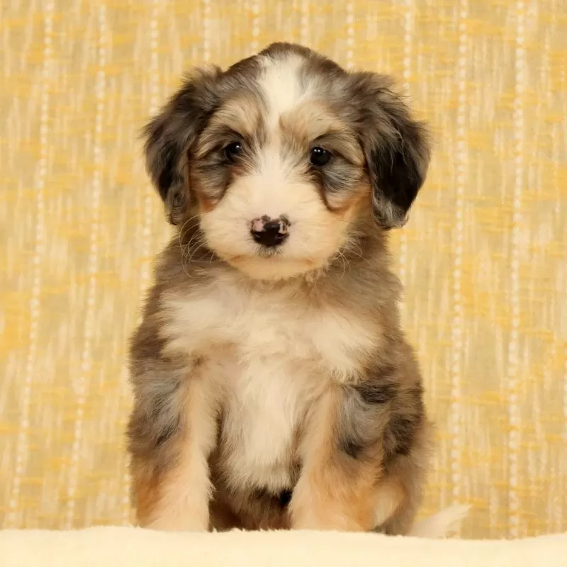 Remi