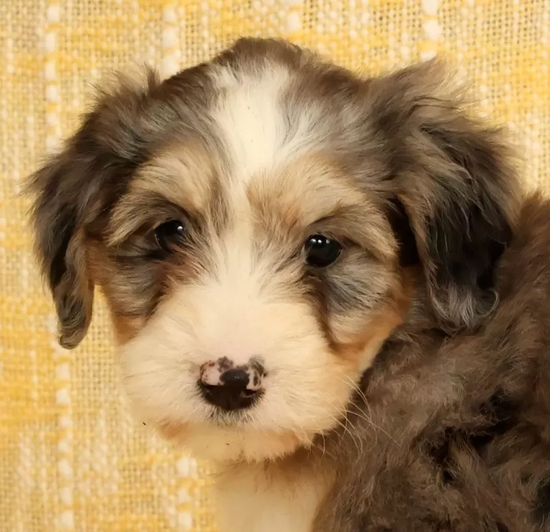 Remi