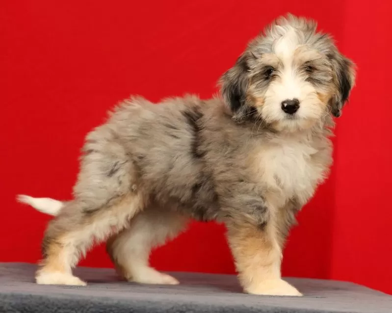 Remi