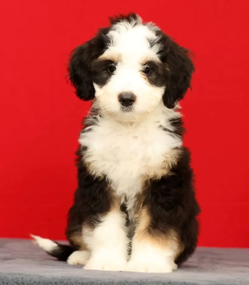 Bella
