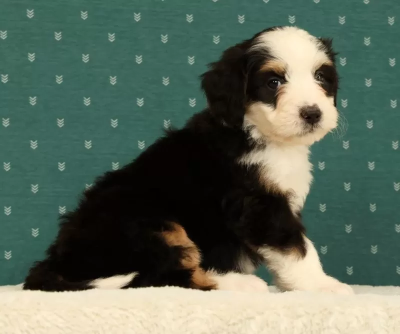 Bella