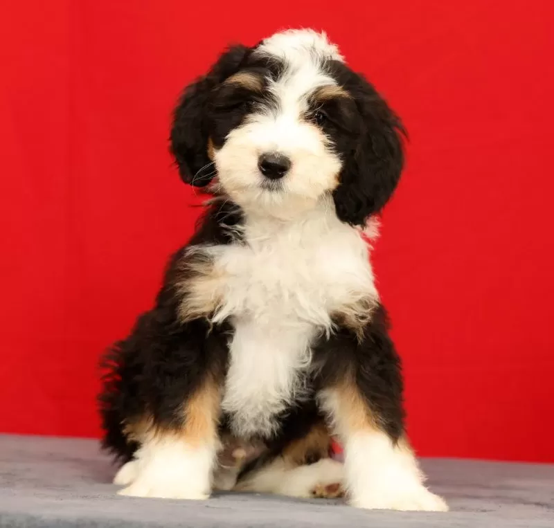 Oscar