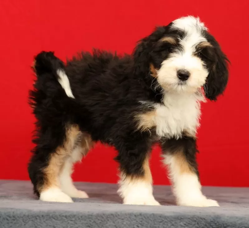 Oscar