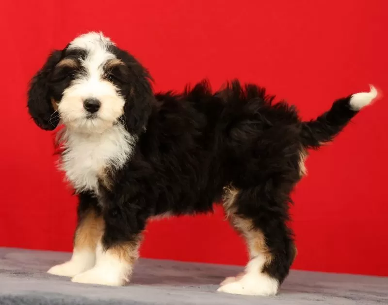 Oscar