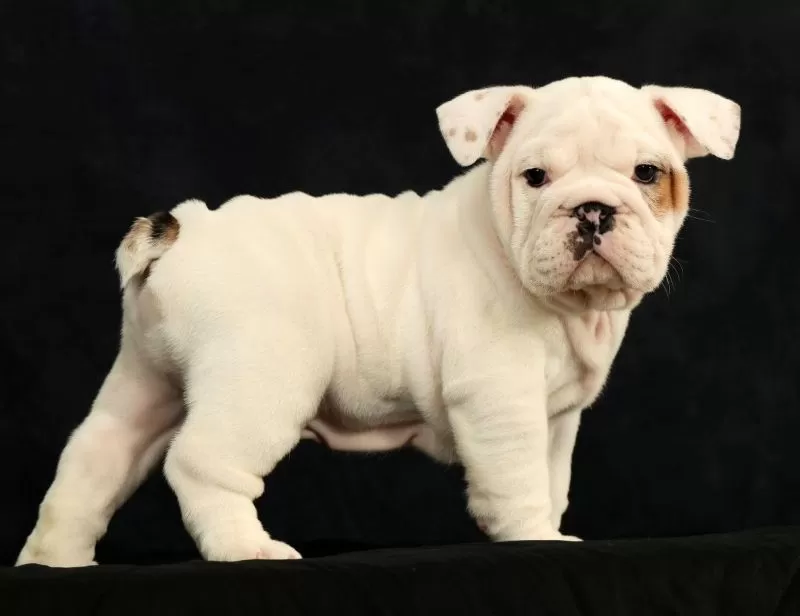 Winston